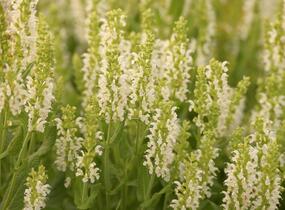 Šalvěj hajní 'Sensation White' - Salvia nemorosa 'Sensation White'