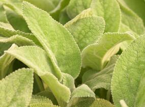 Čistec vlnatý 'Big Ears' - Stachys byzantina 'Big Ears'