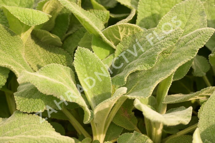 Čistec vlnatý 'Big Ears' - Stachys byzantina 'Big Ears'