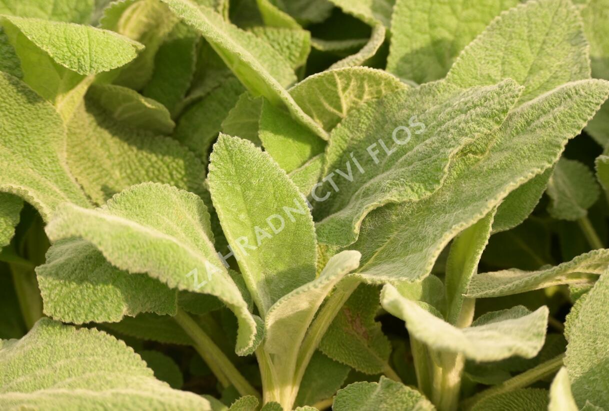 Čistec vlnatý 'Big Ears' - Stachys byzantina 'Big Ears'