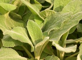 Čistec vlnatý 'Big Ears' - Stachys byzantina 'Big Ears'