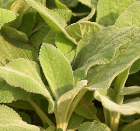 Čistec vlnatý 'Big Ears' - Stachys byzantina 'Big Ears'