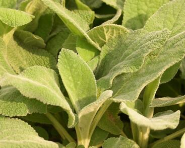 Čistec vlnatý 'Big Ears'