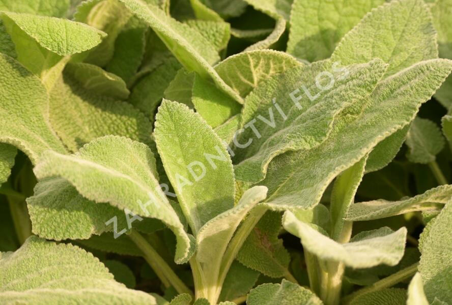 Čistec vlnatý 'Big Ears' - Stachys byzantina 'Big Ears'