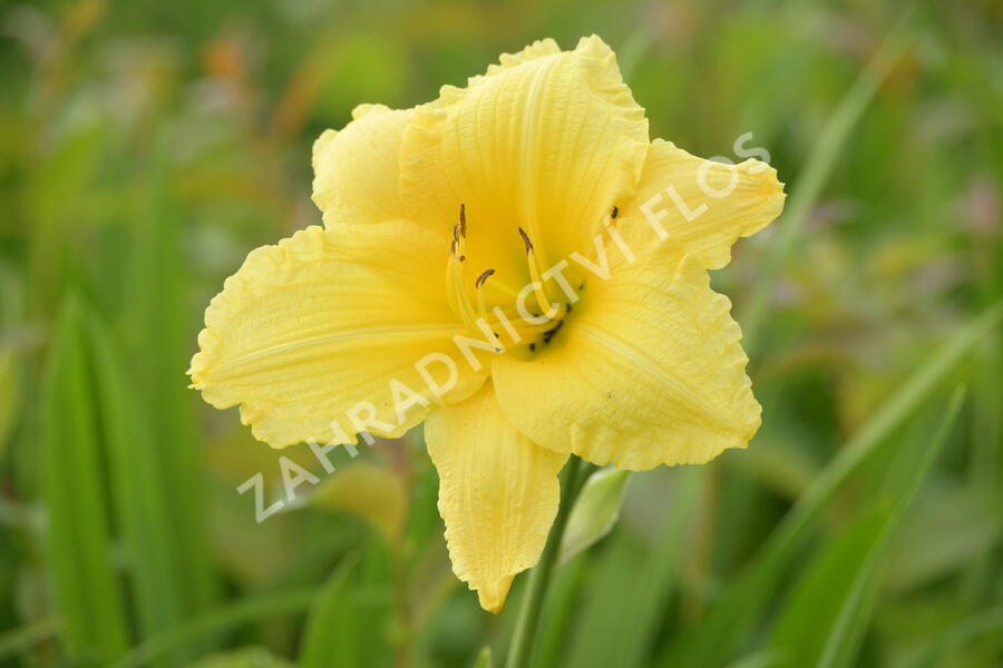 Denivka 'Big Time Happy' - Hemerocallis 'Big Time Happy'