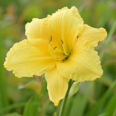 Denivka 'Big Time Happy' - Hemerocallis 'Big Time Happy'