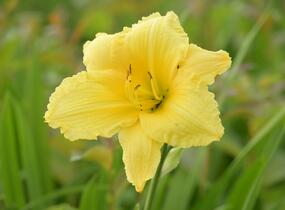 Denivka 'Big Time Happy' - Hemerocallis 'Big Time Happy'