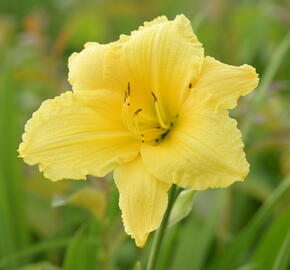 Denivka 'Big Time Happy' - Hemerocallis 'Big Time Happy'