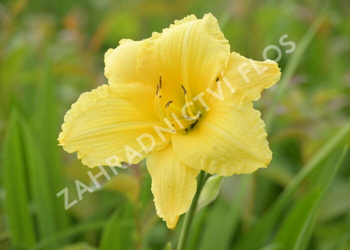 Denivka 'Big Time Happy' - Hemerocallis 'Big Time Happy'