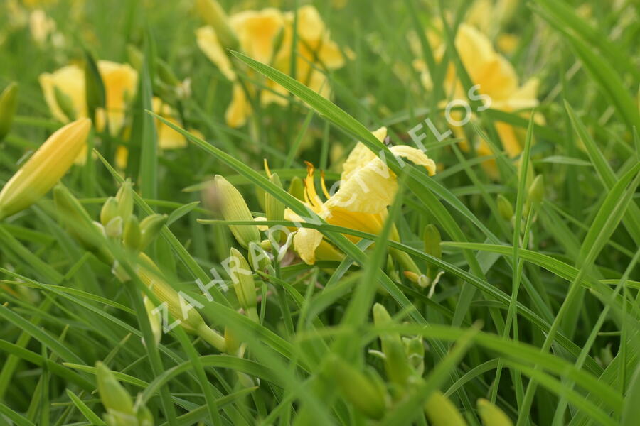 Denivka 'Big Time Happy' - Hemerocallis 'Big Time Happy'