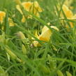 Denivka 'Big Time Happy' - Hemerocallis 'Big Time Happy'