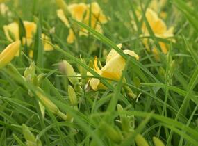 Denivka 'Big Time Happy' - Hemerocallis 'Big Time Happy'