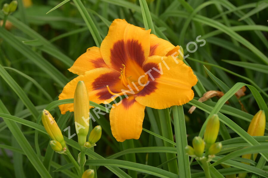 Denivka 'Black Eyed Susan' - Hemerocallis 'Black Eyed Susan'