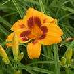 Denivka 'Black Eyed Susan' - Hemerocallis 'Black Eyed Susan'