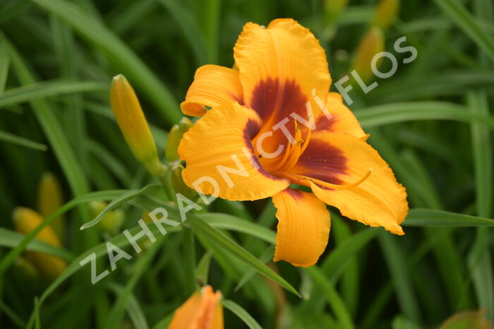 Denivka 'Black Eyed Susan' - Hemerocallis 'Black Eyed Susan'