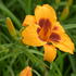 denivka-black-eyed-susan.jpg