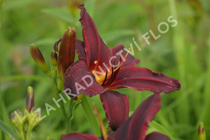 Denivka 'Black Emanuelle' - Hemerocallis 'Black Emanuelle'