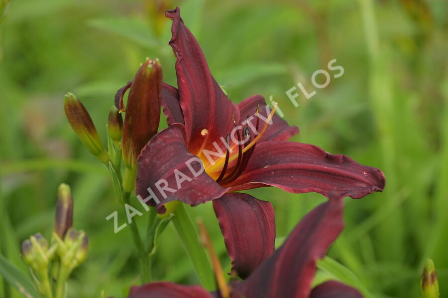 Denivka 'Black Emanuelle' - Hemerocallis 'Black Emanuelle'