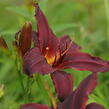Denivka 'Black Emanuelle' - Hemerocallis 'Black Emanuelle'