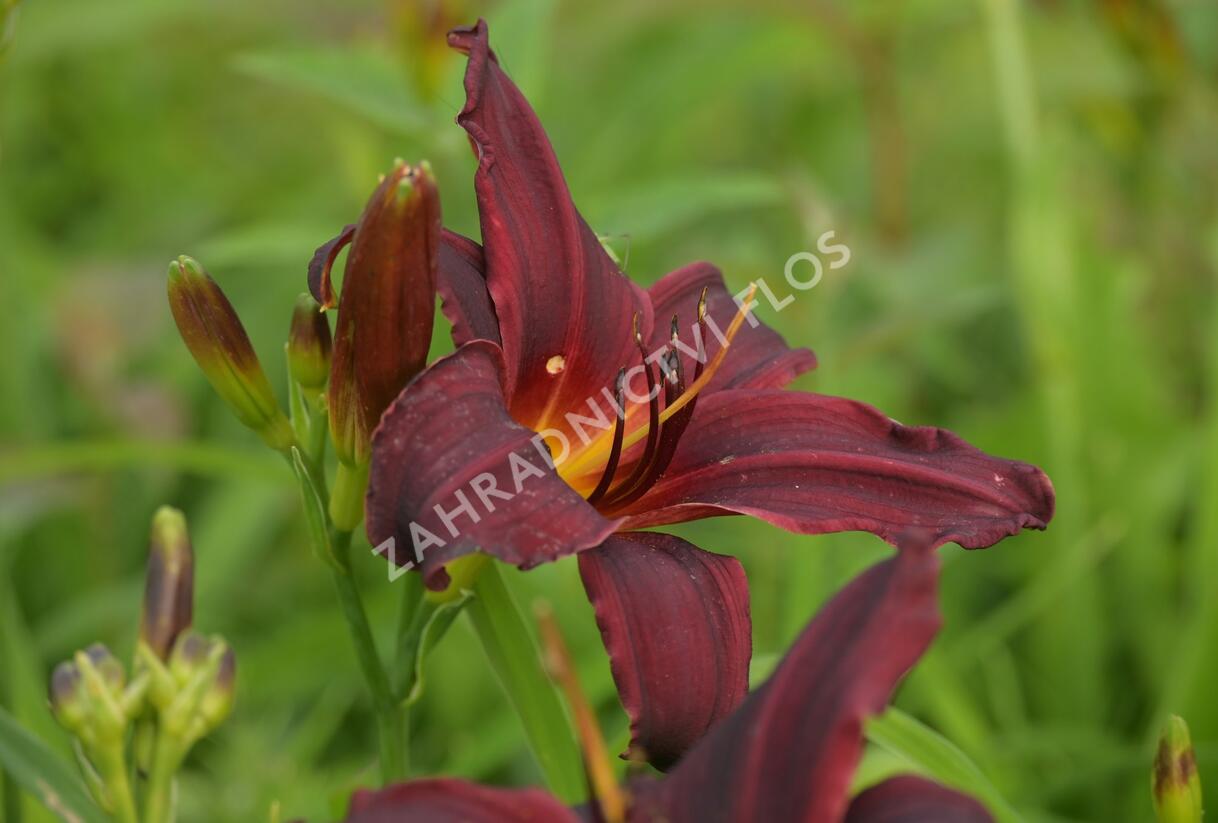 Denivka 'Black Emanuelle' - Hemerocallis 'Black Emanuelle'