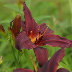 Denivka 'Black Emanuelle' - Hemerocallis 'Black Emanuelle'