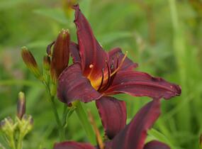 Denivka 'Black Emanuelle' - Hemerocallis 'Black Emanuelle'
