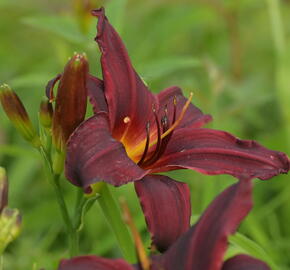 Denivka 'Black Emanuelle' - Hemerocallis 'Black Emanuelle'