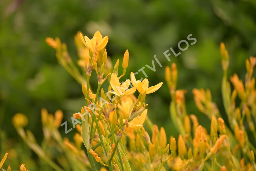 Angínovník čínský 'Gone with the Wind' - Belamcanda chinensis 'Gone with the Wind'