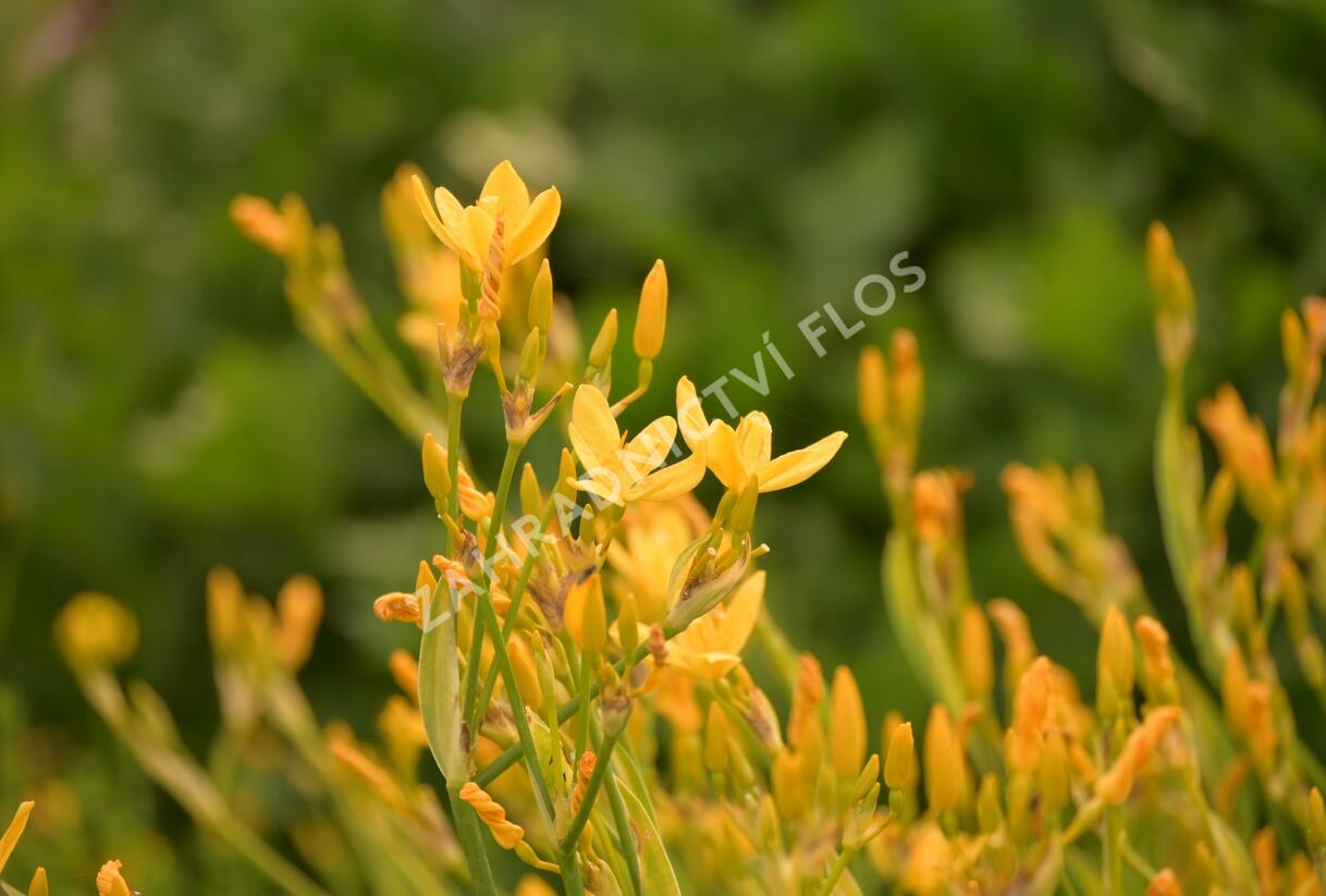 Angínovník čínský 'Gone with the Wind' - Belamcanda chinensis 'Gone with the Wind'