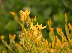 Angínovník čínský 'Gone with the Wind' - Belamcanda chinensis 'Gone with the Wind'