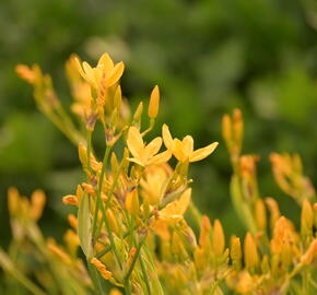 Angínovník čínský 'Gone with the Wind' - Belamcanda chinensis 'Gone with the Wind'