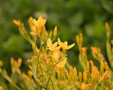 Angínovník čínský 'Gone with the Wind'