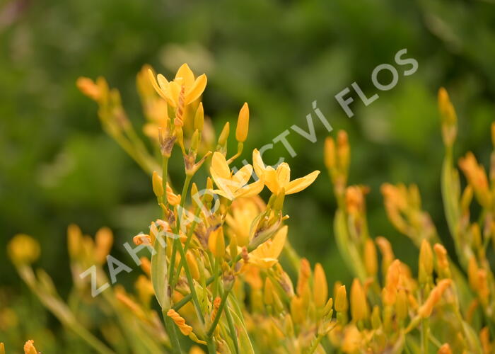 Angínovník čínský 'Gone with the Wind' - Belamcanda chinensis 'Gone with the Wind'