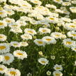 Kopretina největší 'Real Neat' - Leucanthemum maximum 'Real Neat'