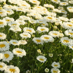 Kopretina největší 'Real Neat' - Leucanthemum maximum 'Real Neat'
