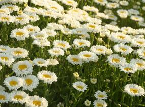 Kopretina největší 'Real Neat' - Leucanthemum maximum 'Real Neat'