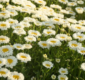 Kopretina největší 'Real Neat' - Leucanthemum maximum 'Real Neat'