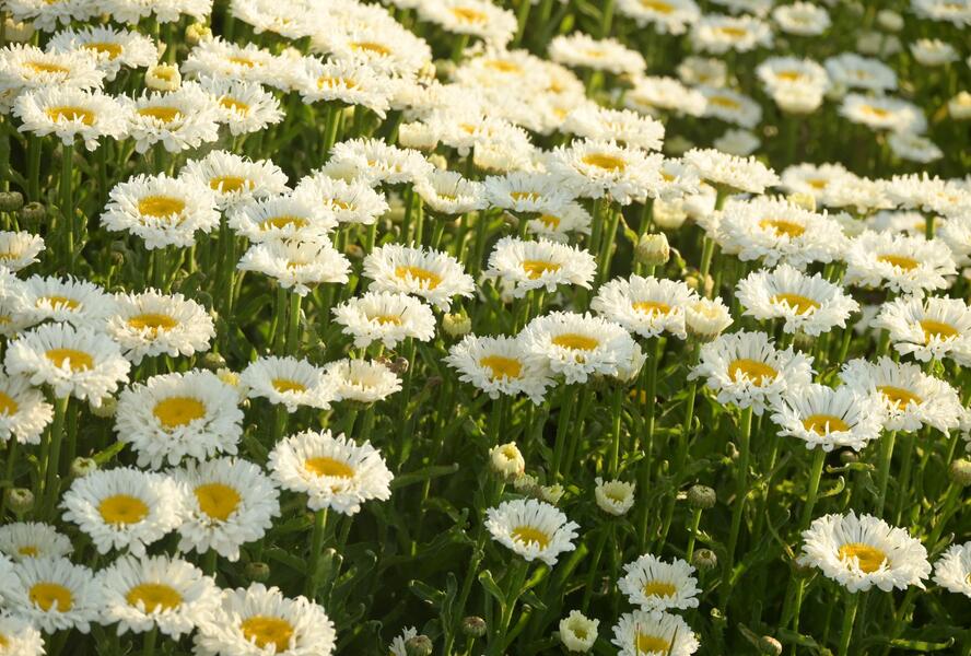 Kopretina největší 'Real Neat' - Leucanthemum maximum 'Real Neat'
