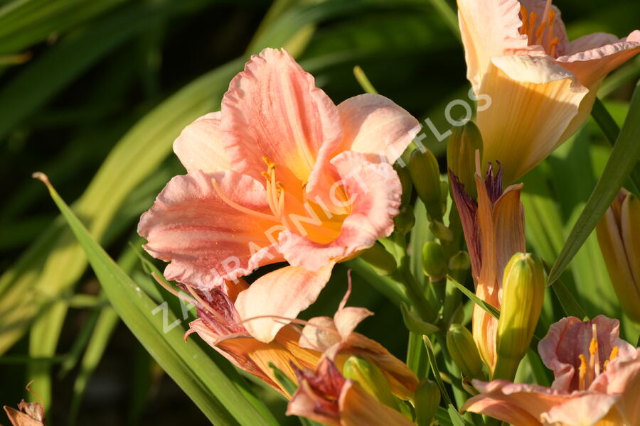 Denivka 'Longfields Chihuahua' - Hemerocallis 'Longfields Chihuahua'