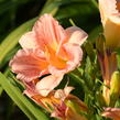 Denivka 'Longfields Chihuahua' - Hemerocallis 'Longfields Chihuahua'