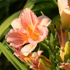 Denivka 'Longfields Chihuahua' - Hemerocallis 'Longfields Chihuahua'