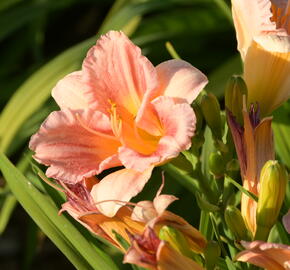 Denivka 'Longfields Chihuahua' - Hemerocallis 'Longfields Chihuahua'