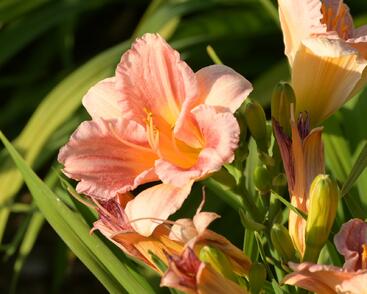 Denivka 'Longfields Chihuahua'