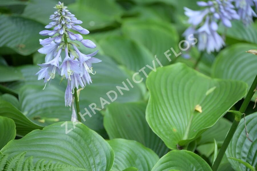 Bohyška 'Devon Green' - Hosta tardiana 'Devon Green'