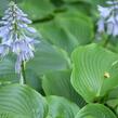 Bohyška 'Devon Green' - Hosta tardiana 'Devon Green'