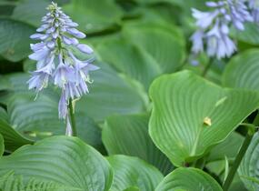 Bohyška 'Devon Green' - Hosta tardiana 'Devon Green'