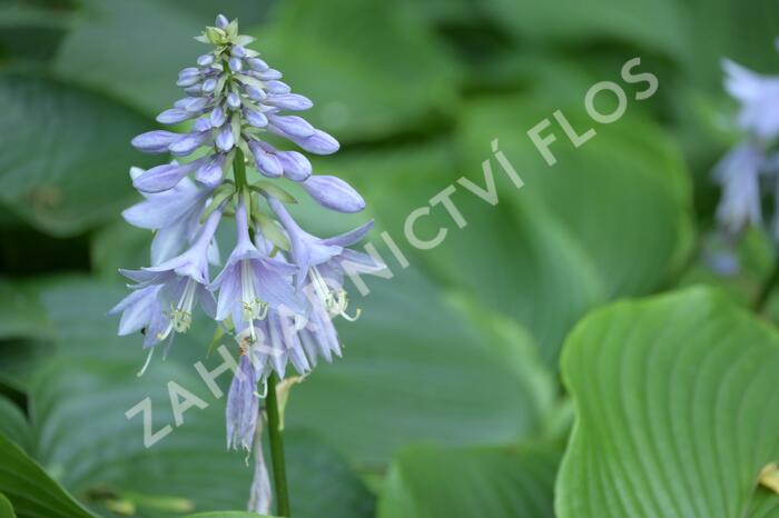 Bohyška 'Devon Green' - Hosta tardiana 'Devon Green'