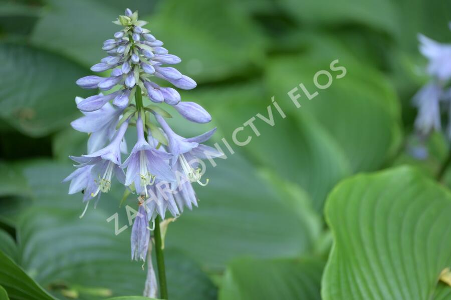 Bohyška 'Devon Green' - Hosta tardiana 'Devon Green'
