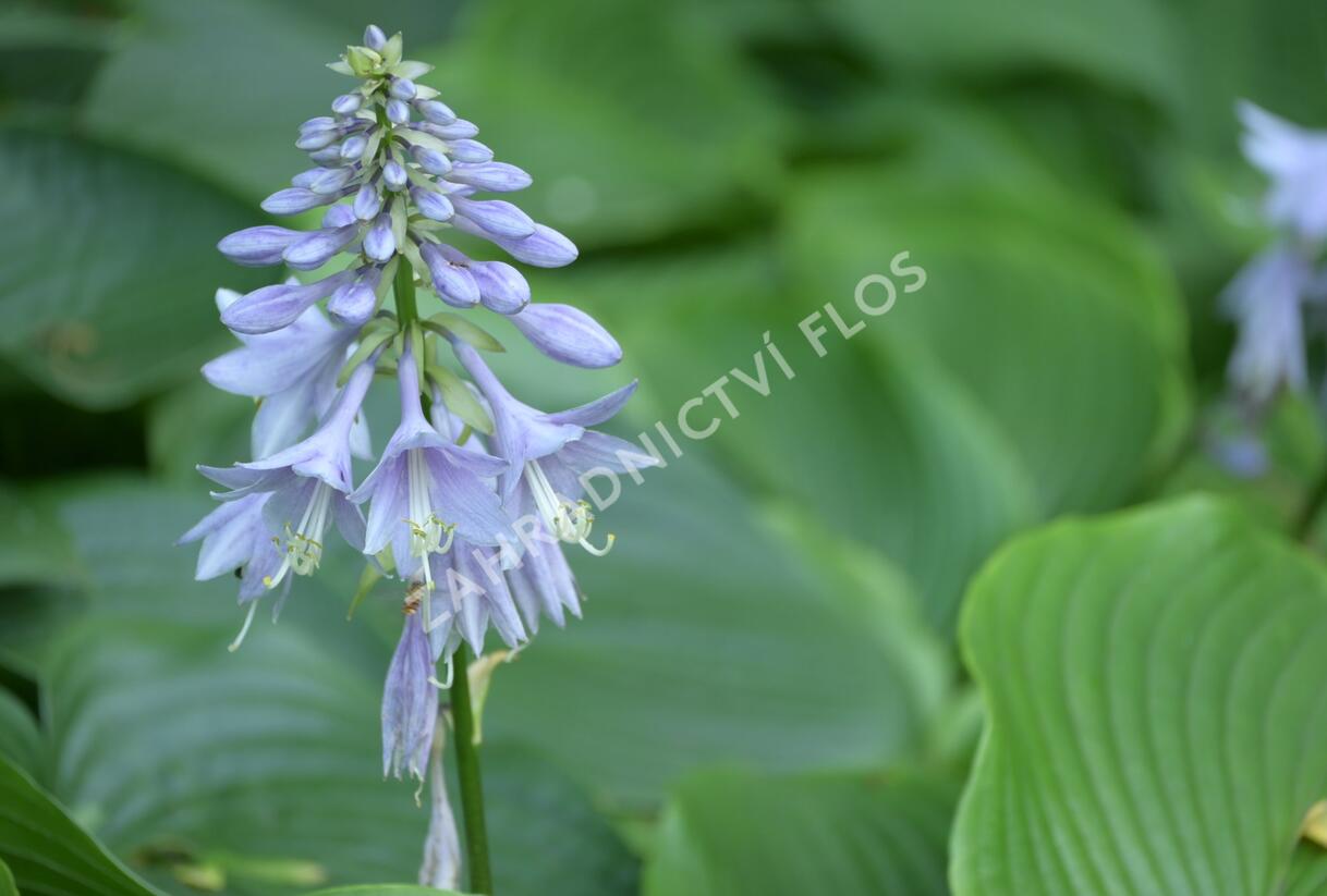 Bohyška 'Devon Green' - Hosta tardiana 'Devon Green'