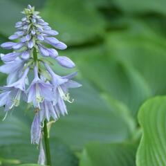 Bohyška 'Devon Green' - Hosta tardiana 'Devon Green'